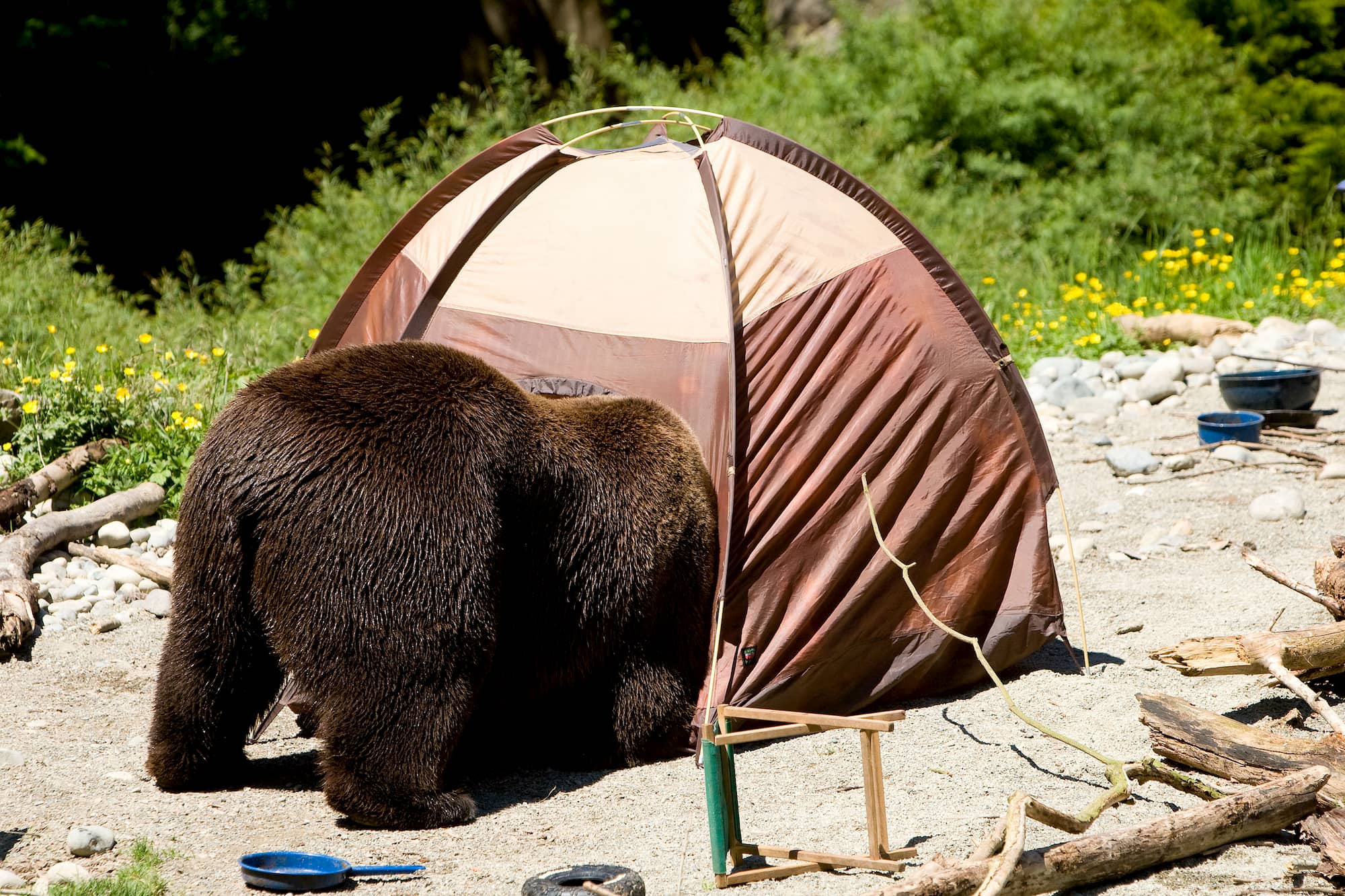 The Weirdest, Funniest, and Strangest Camping Moments Ever